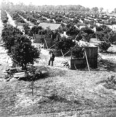 Protection of citrus against weather - East Palatka, Florida