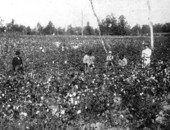 Field of cotton - Gadsden County, Florida