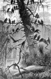 Drawing of turkey buzzards waiting for the decomposition of an alligator