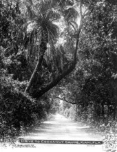 Tree-lined road to Coconut Grove - Coconut Grove, Florida