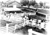 Hog sale - Lake City, Florida