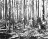 Sam and Willie Griffis collecting salvage timber in Ocala National Forest.