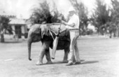 Man using baby elephant as a golf caddie - Miami Beach, Florida