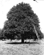 Largest orange tree in Florida - Plant City, Florida