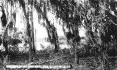 Looking through the trees at Lake Jennie Jewell