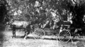 Hunting wagon on Welaunee Plantation - Leon County, Florida