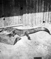 Saint Johns River alligator