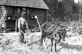 African American man plowing with an ox.