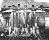 Fishermen with their catch - Fernandina, Florida