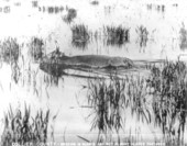 Cow caught in flood - Collier County, Florida