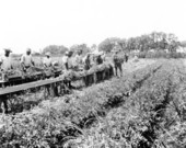 Harvesting and crating celery