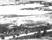 Cattle seeking higher ground during flood - Okeechobee County, Florida