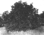 English Brothers' grapefruit grove - Alva, Florida