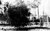 Citrus tree in Florence Villa garden