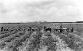 Tomato harvest - Miami, Florida.