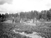 Peanut harvesting in Calhoun County