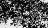 Orange tree in fruit, Lane's grove - Winter Park, Florida