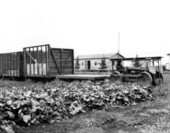Cane cars and tractor of the Pennsylvania Sugar Company - Dade County, Florida
