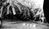 Hunting dogs owned by Charles H. Stokes - Mohawk, Florida