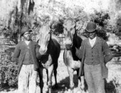African American men holding mules - Orlando, Florida.
