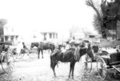Horses and wagons near marketplace - Tallahassee, Florida