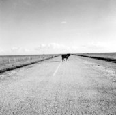 Cattle walking across a highway - Moore Haven Region, Florida