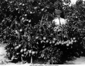 Five year-old trees - Lake Alfred, Florida
