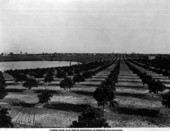 Three year old citrus grove - Lake Alfred, Florida