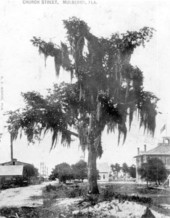 Large tree by the side of Church street - Mulberry, Florida