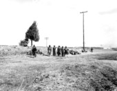 Sugar cane cutters