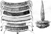 Timucua money and headress