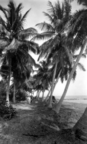 Group walking on path between palm trees
