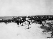Drought stricken cattle imported from the west by the Federal government being driven to new grazing grounds