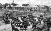 Cattle moved by railroad - Kissimmee, Florida