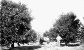 Men and horse in grove at Lake Apopka