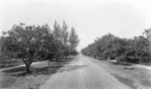 Coral Way surrounded by citrus trees - Coral Gables, Florida