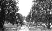 Orange pickers at work