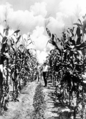 Corn field - Saint Andrew Bay, Florida