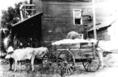 Cartload of cotton ready to unload at the gin - Tallahassee, Florida