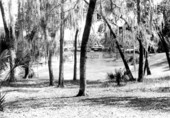 Scenic view of salt springs at Ocala National Forest - Marion County, Florida