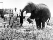 Rosie moving concrete blocks - Miami Beach, Florida