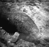 Manatee swimming - Homosassa Springs, Florida