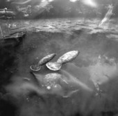 Manatee in the water - Homosassa Springs, Florida