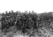 Surface cultivator at work on corn experiment station grounds - Gainesville, Florida.