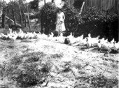 Woman feeding her chickens