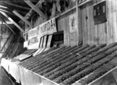 Corn Club exhibit at the Jackson County fair