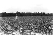 Farmer standing in a crop field used for a fertilizer test