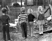Small children viewing ducks at the Tallahassee Junior Museum.