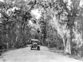 "Drive to golf-links" (golf course) - Bay County, Florida