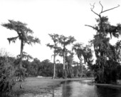 Scenic view of the river - Wakulla River, Florida
